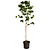 Cherokee Brave Pink Dogwood | Vego Garden