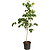 Cherokee Chief Pink Dogwood | Vego Garden