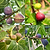 Fig Orchard Pack | Vego Garden