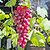 Flame Red Seedless Grape | Vego Garden