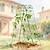 FlexGrow A-Frame Trellis Classic - 2 Pack | Vego Garden