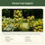 Flower Cage Round - 2 Pack  | Vego Garden