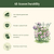 Vego Garden Plant Supports | Vego Garden