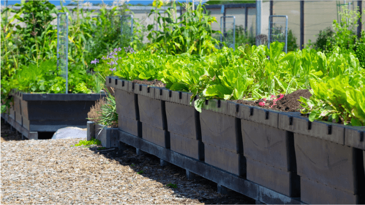 Vego garden beds