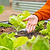 Fountain Sprinkler for Irrigation Kit | Vego Garden | Vego Garden
