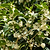 Fragrant Tea Olive Tree | Vego Garden