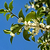 Fragrant Tea Olive Tree | Vego Garden