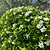 Frost Proof Gardenia | Vego Garden
