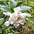Frost Proof Gardenia | Vego Garden