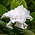 Frost Proof Gardenia | Vego Garden