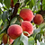 Frost® Peach Tree | Vego Garden