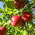 Fuji Apple Tree | Vego Garden