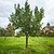 Fuji Apple Tree | Vego Garden