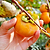 Fuyu Persimmon | Vego Garden