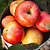 Gala Apple Tree | Vego Garden