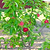 Gala Apple Tree | Vego Garden