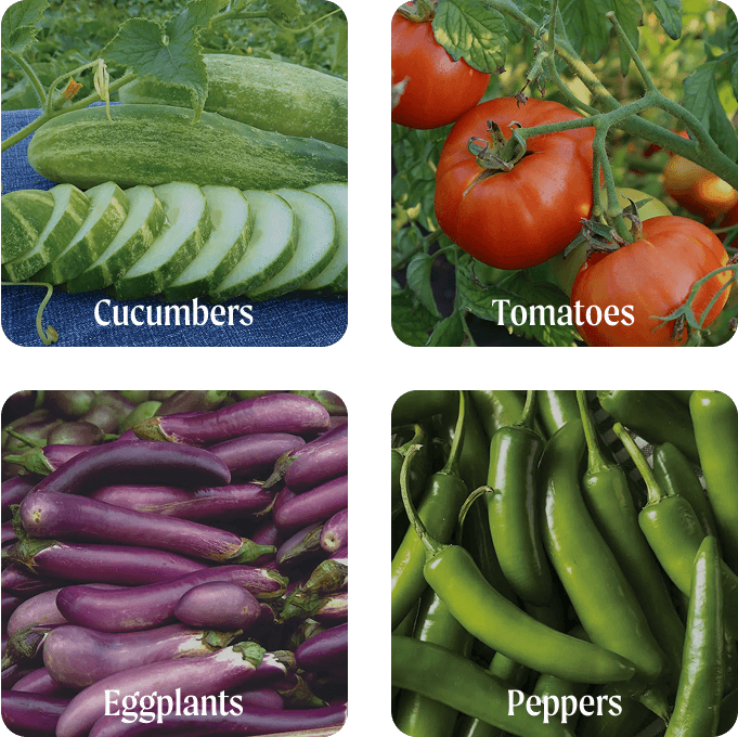 Vego garden beds