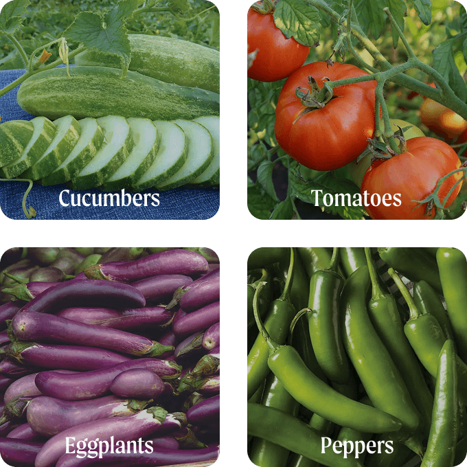 Vego garden beds