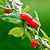 Goji Berry | Vego Garden