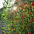 Goji Berry | Vego Garden