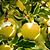 Golden Treat™ Fruit Snacks™ Apple Tree | Vego Garden