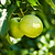 Granny Smith Apple Tree | Vego Garden