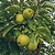 Granny Smith Apple Tree | Vego Garden