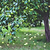 Granny Smith Apple Tree | Vego Garden