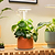 Tabletop Oasis Mini Bundle | Vego Garden