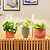 Tabletop Oasis Mini Bundle | Vego Garden