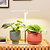Indoor Herb Garden Starter Kit | Vego Garden