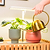 Indoor Herb Garden Starter Kit | Vego Garden