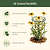 Vego Garden Plant Supports | Vego Garden