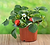 Free Strawberry Plant | Vego Garden