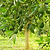 Hass Avocado Tree