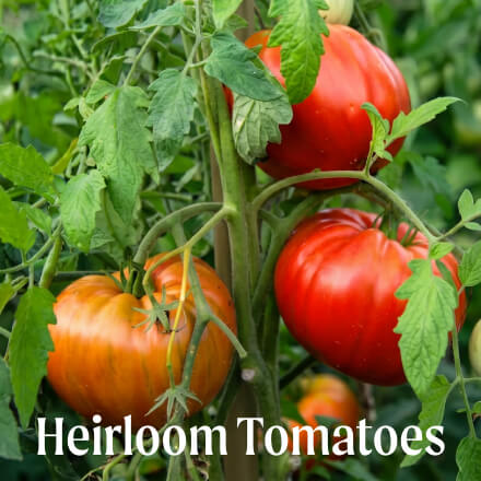 Vego garden beds