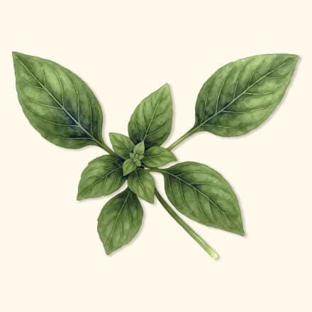 Herb Seeds