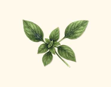 Herb Seeds