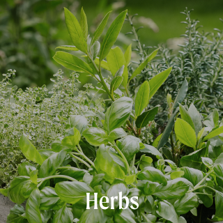 Vego garden beds