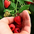 Heritage Raspberry | Vego Garden
