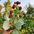 Heritage Raspberry | Vego Garden