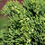 Hollywood Juniper Tree