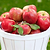 Honeycrisp™ Apple Tree