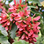 Hot Wings™ Tatarian Maple | Vego Garden