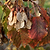 Hot Wings™ Tatarian Maple | Vego Garden