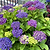 Frill Ride® Reblooming Hydrangea | Vego Garden