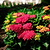 Frill Ride® Reblooming Hydrangea | Vego Garden