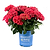 Frill Ride® Reblooming Hydrangea | Vego Garden