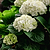 Grin and Tonic™ Reblooming Hydrangea | Vego Garden