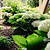 Grin and Tonic™ Reblooming Hydrangea | Vego Garden